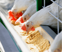 clean feed in layer production and management
