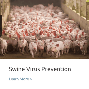 swine virus prevention