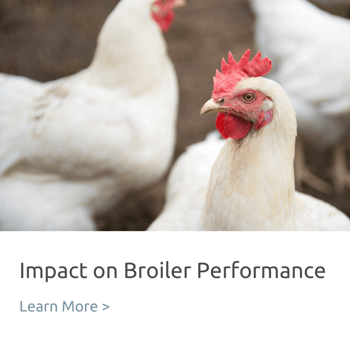 pellet quality impact on broiler performance