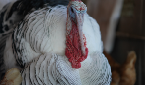 turkey pathogen control