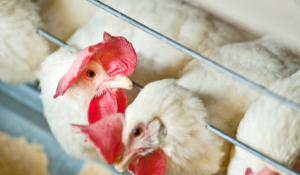 Chickens