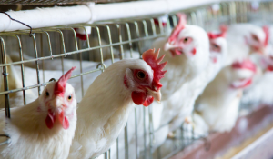 poultry production salmonella intervention