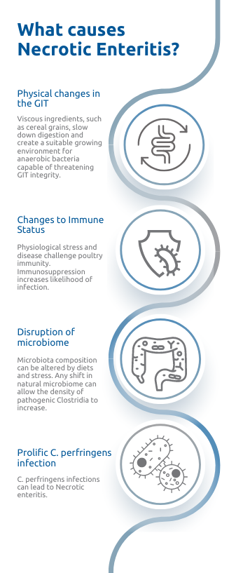Necrotic Enteritis in Poultry