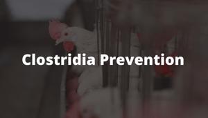 Salmonella Prevention (3)
