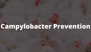 Campylobacter prevention