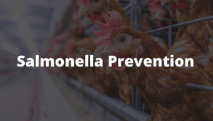 Salmonella Prevention