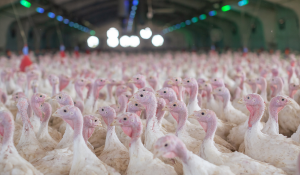 Clean feed for turkey health