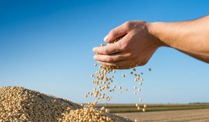 oilseed processing source local