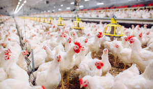 avian influenza prevention in live production