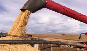 soybean harvest