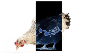reduce clostridial pressure by supporting gut development