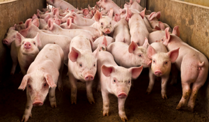 Swine Feed Mill Efficiency