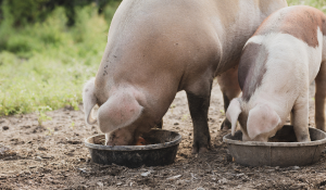 PEDV and PRRSV Transmission in Feed