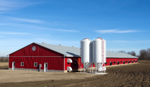 Broiler performance and pellet quality 