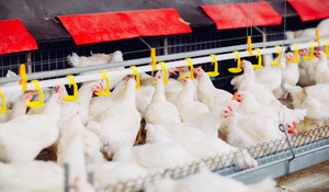 Broiler Feed Mill Efficiency