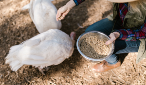 clostridium control through feed hygiene