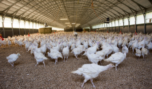clostridium control through feed hygiene