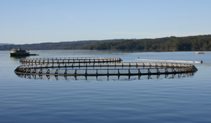 Aquafeed Production