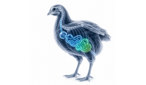 Necrotic Enteritis in Poultry Starts Long Before Clinical Disease