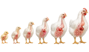 coccidiosis and necrotic enteritis