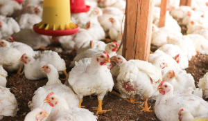 improving ADG in broilers