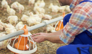 Improve Broiler Performance