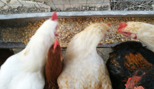 broiler feed efficiency