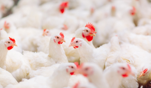 Broiler feed efficiency