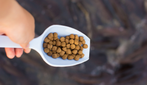 fish feed formulations