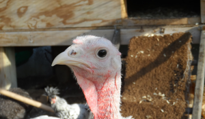 Clean feed for turkey health