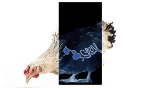 antibiotic free poultry production