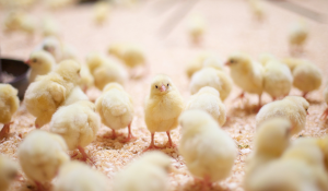 gut health in antibiotic free poultry production