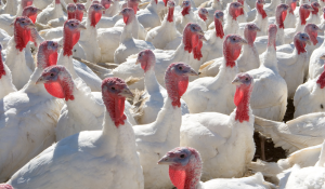 disease control on turkey farms