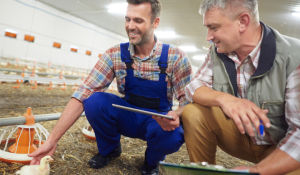 Broiler disease management