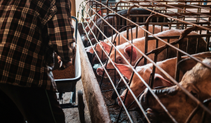 Feed conversion ratios