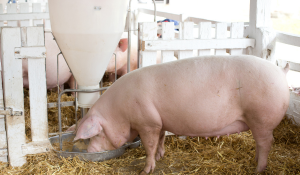 swine performance feed pellet quality