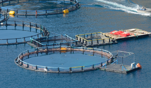 Sustainable Aquaculture