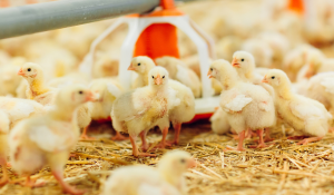 broiler resistance through gut health
