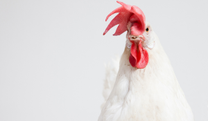 innovation for cost-efficient broiler production