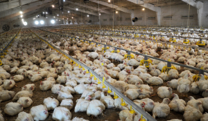 Antibiotic-free production and necrotic enteritis