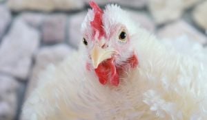 antibiotic free poultry production