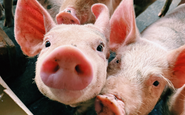 Feed Contamination Cost Analysis in Swine