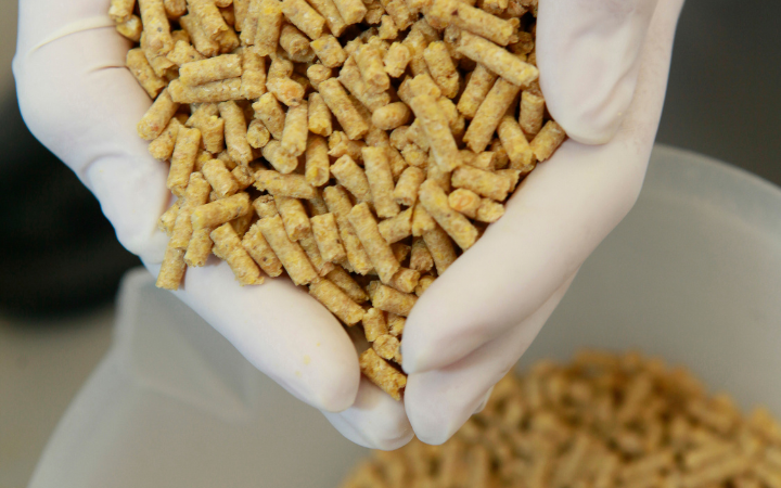 Feed Hygiene Matters for Better FCR