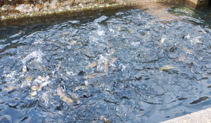 performance optimization in aquaculture