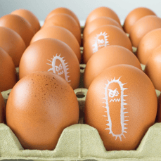 salmonella and food safety