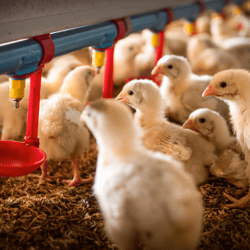 poultry feed and food safety