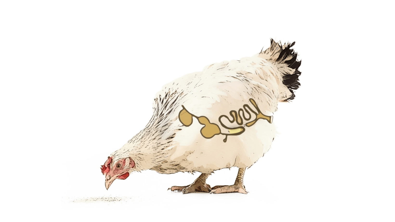 Salmonella control in feed mills