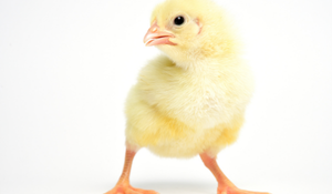 Optimizing poultry feed