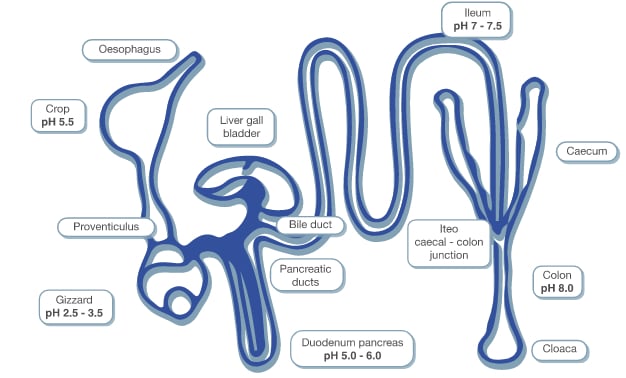 sorbit 1