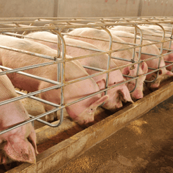 swine-farm